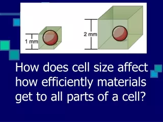 How does cell size affect how efficiently materials get to all parts of a cell?