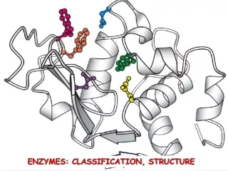 ENZYMES: CLASSIFICATION, STRUCTURE