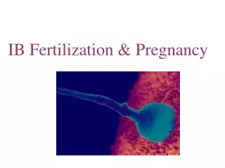 IB Fertilization &amp; Pregnancy
