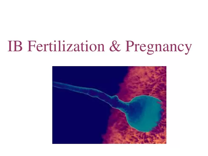 ib fertilization pregnancy