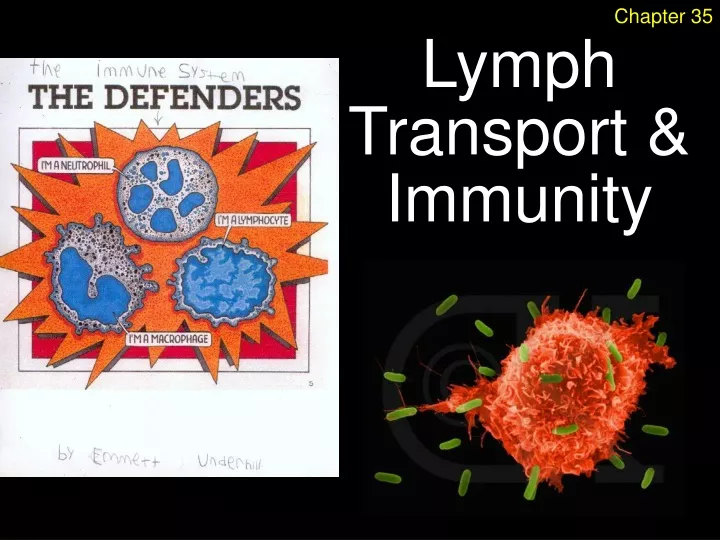 lymph transport immunity