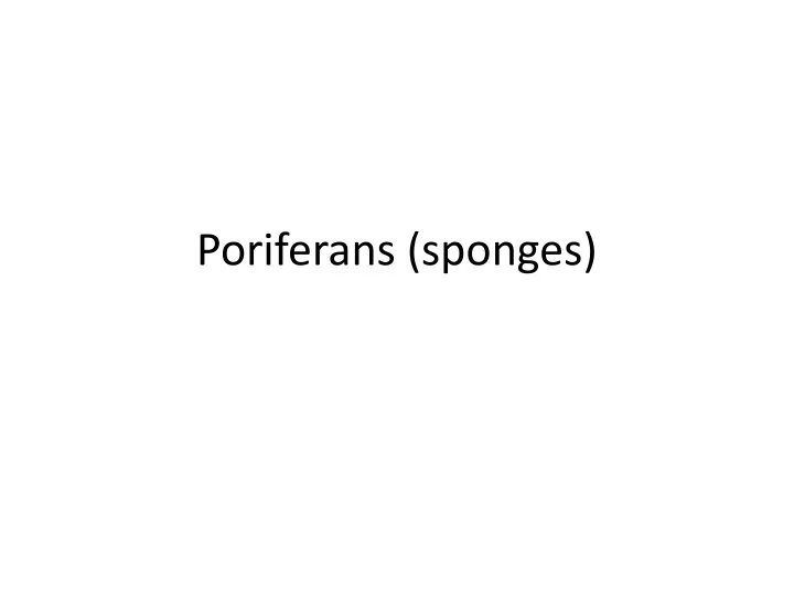 poriferans sponges