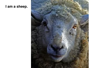 I am a sheep.