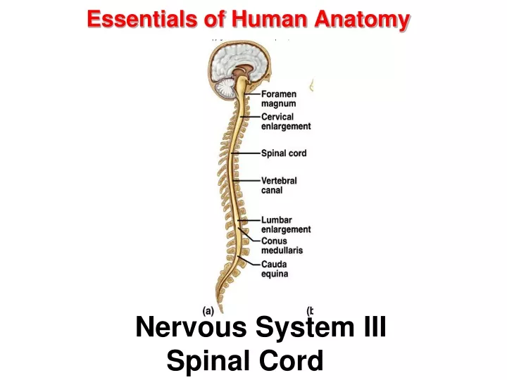 essentials of human anatomy