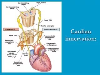 Cardian innervation: