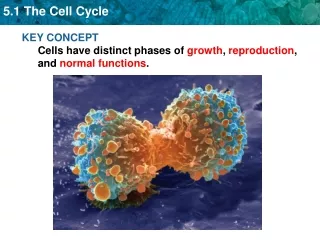 KEY CONCEPT  Cells have distinct phases of  growth ,  reproduction , and  normal functions .