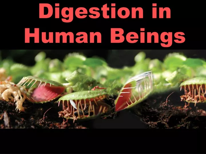digestion in human beings