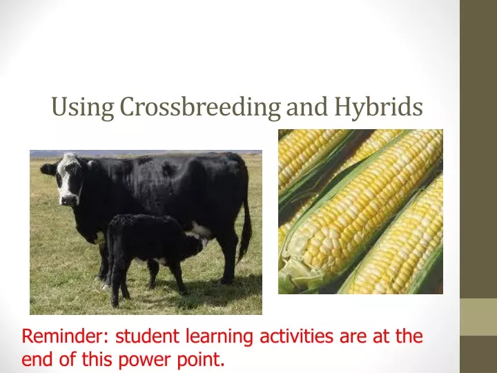 using crossbreeding and hybrids