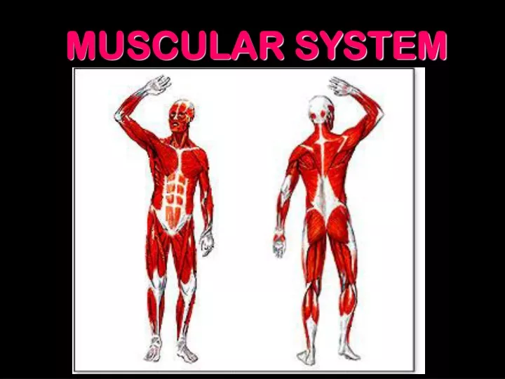 muscular system