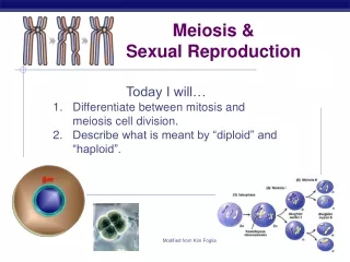 Meiosis &amp; Sexual Reproduction