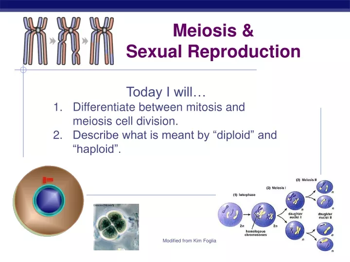 Ppt Meiosis And Sexual Reproduction Powerpoint Presentation Free Download Id9563428 6638
