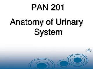 Anatomy  of Urinary System
