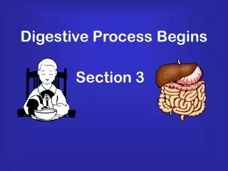 Digestive Process Begins