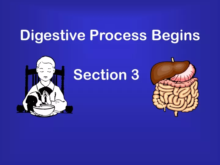 digestive process begins
