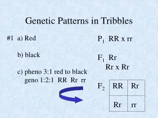 Genetic Patterns in Tribbles