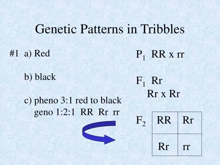 genetic patterns in tribbles