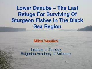 Lower Danube – The Last Refuge For Surviving Of Sturgeon Fishes In The Black Sea Region