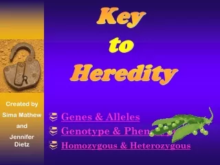 Genes &amp; Alleles Genotype &amp; Phenotype Homozygous &amp; Heterozygous