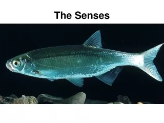 The Senses