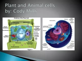 Plant and Animal cells by: Cody Mills