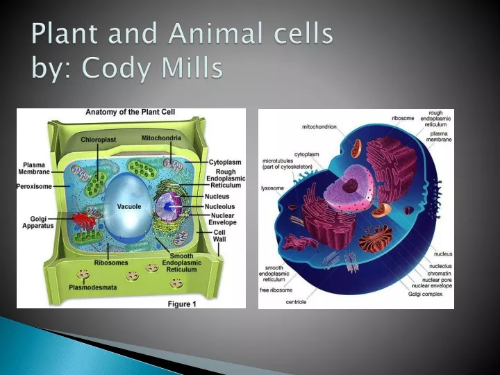 plant and animal cells by cody mills