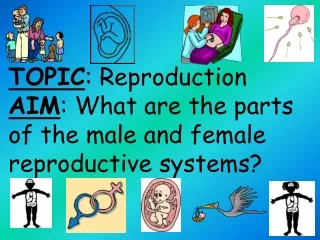 TOPIC : Reproduction AIM : What are the parts of the male and female reproductive systems?