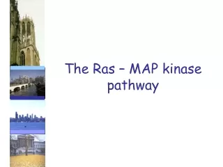 The Ras – MAP kinase pathway