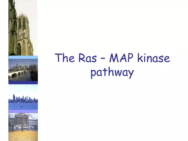 the ras map kinase pathway