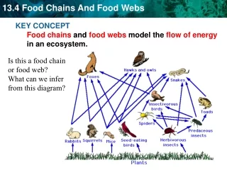 KEY CONCEPT  Food chains  and  food webs  model the  flow of energy  in an ecosystem.