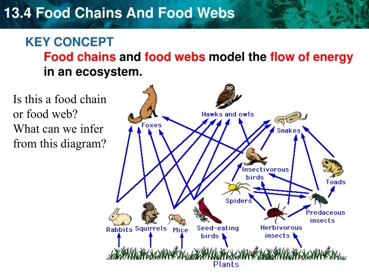 key concept food chains and food webs model