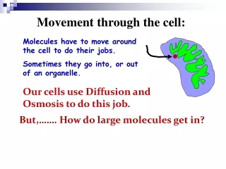 Movement through the cell: