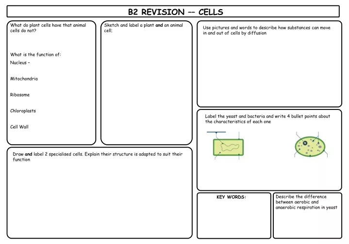 b2 revision cells