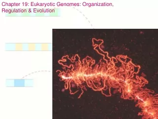 Chapter 19: Eukaryotic Genomes: Organization,  Regulation &amp; Evolution