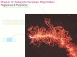 Chapter 19: Eukaryotic Genomes: Organization,  Regulation &amp; Evolution - slide 1