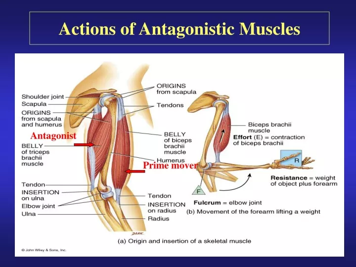 actions of antagonistic muscles
