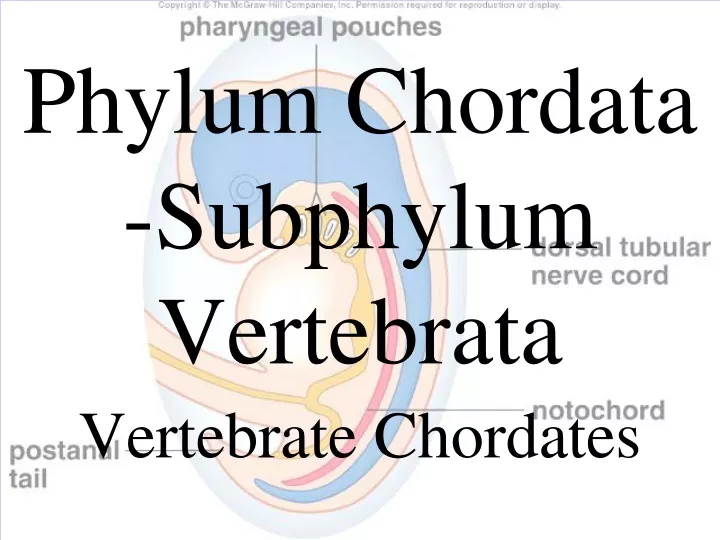 phylum chordata subphylum vertebrata