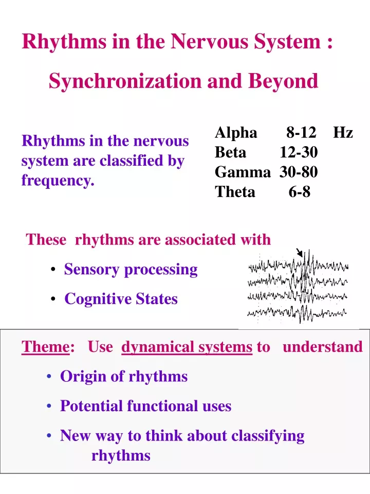 rhythms in the nervous system synchronization