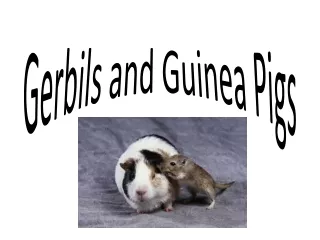 Gerbils and Guinea Pigs