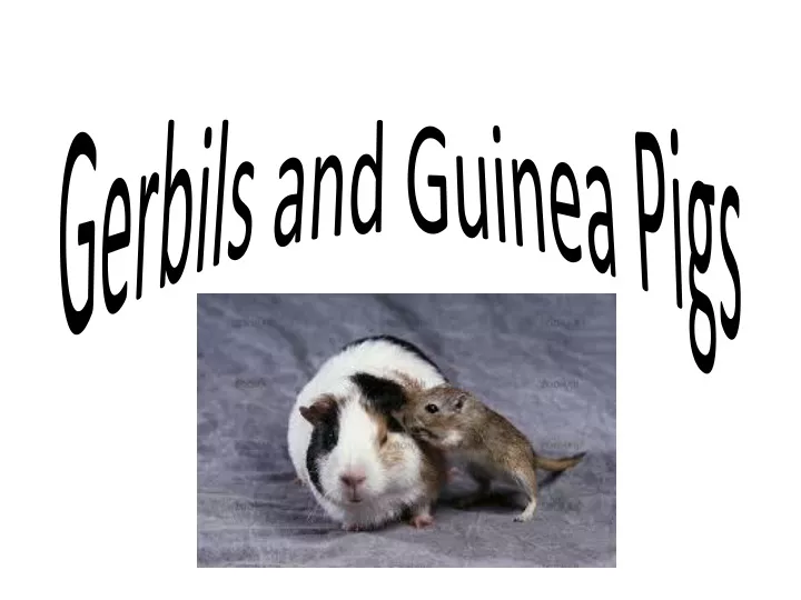 gerbils and guinea pigs
