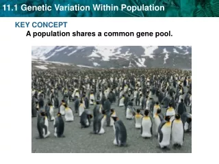 KEY CONCEPT  A population shares a common gene pool.