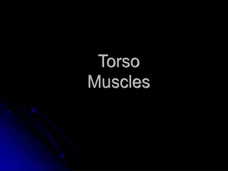 Torso  Muscles