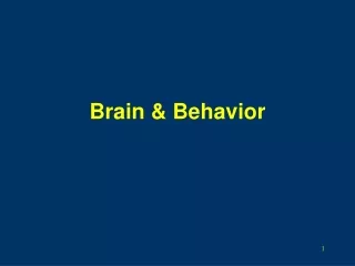 brain behavior