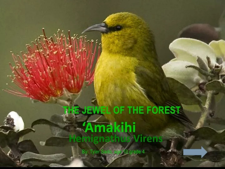 the jewel of the forest