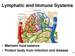 Lymphatic and Immune Systems