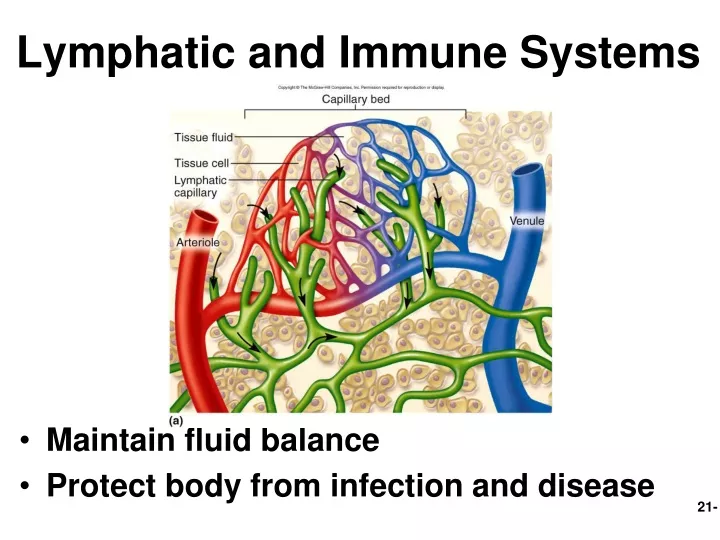 lymphatic and immune systems