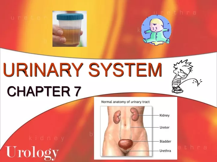 urinary system chapter 7