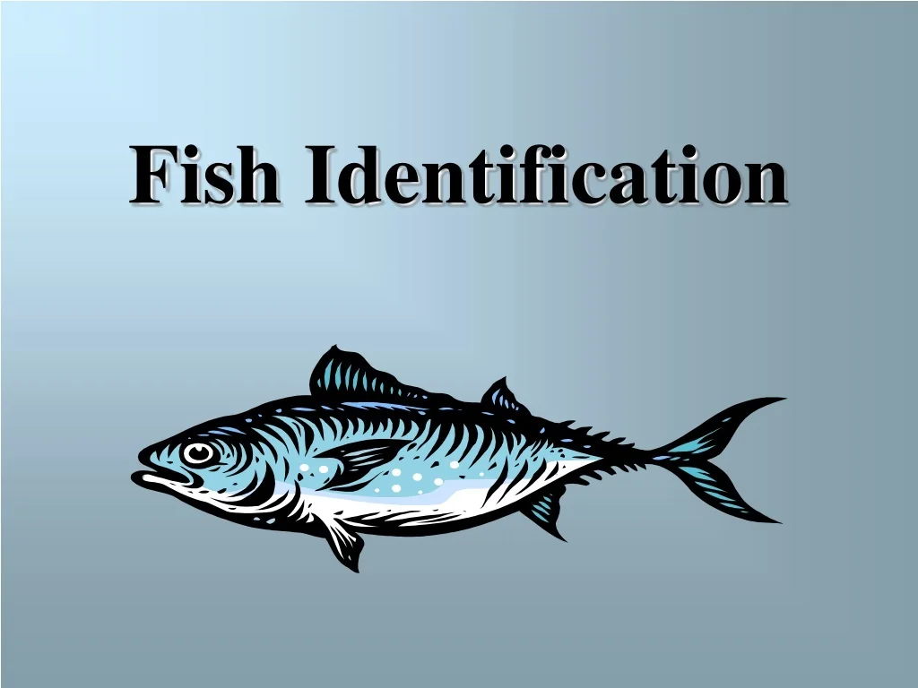 PPT - Fish Identification PowerPoint Presentation, free download - ID ...