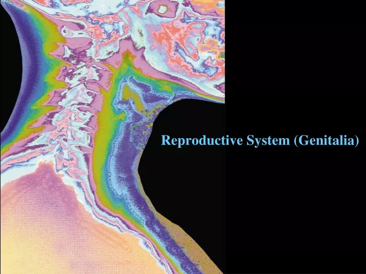 reproductive system genitalia