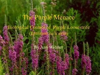 The Purple Menace Biological Control of  Purple Loosestrife ( Lythrum salicaria) By Ann Widmer