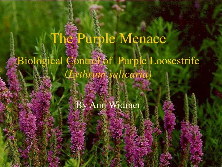 the purple menace biological control of purple